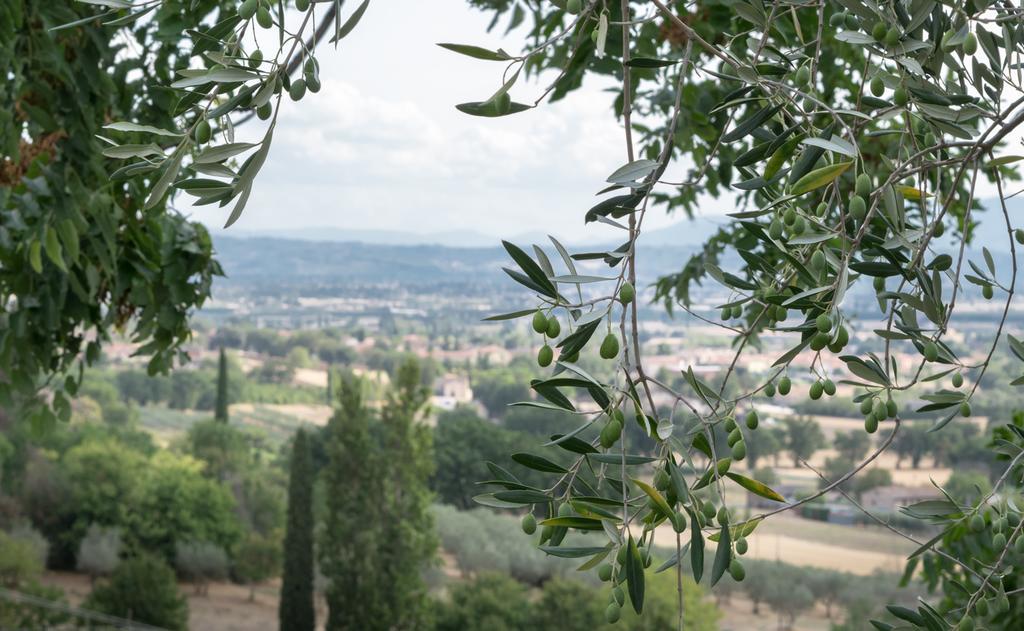 B&B Cantico Delle Creature Assisi Bagian luar foto